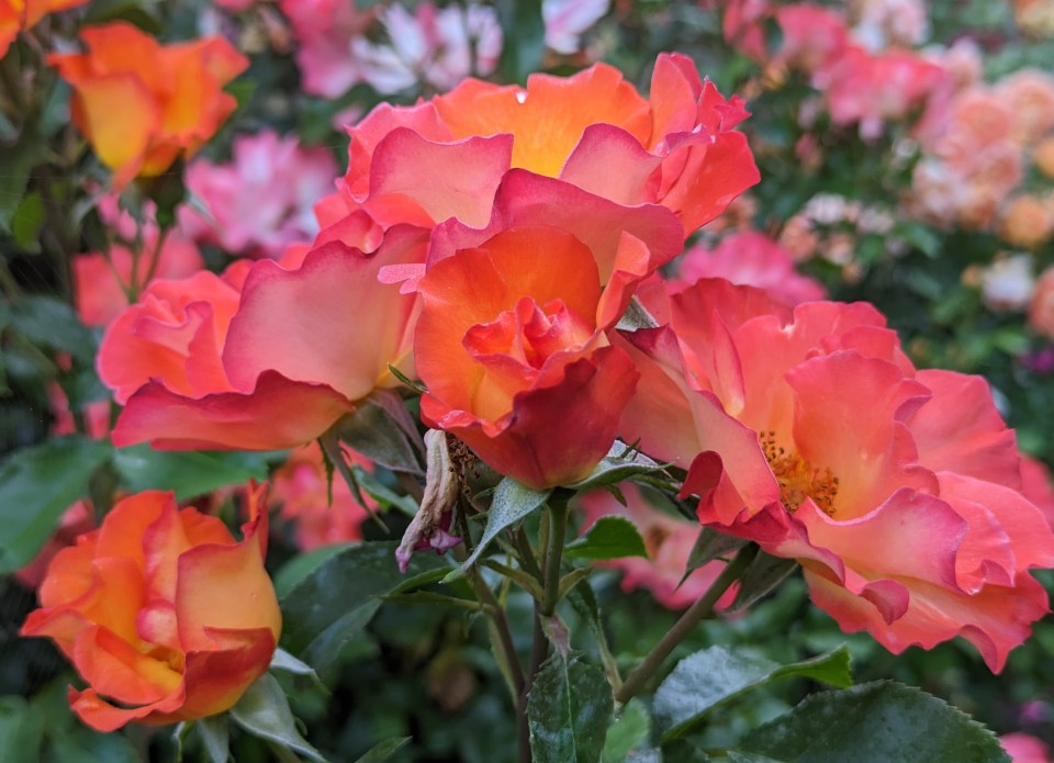 rose playboy
